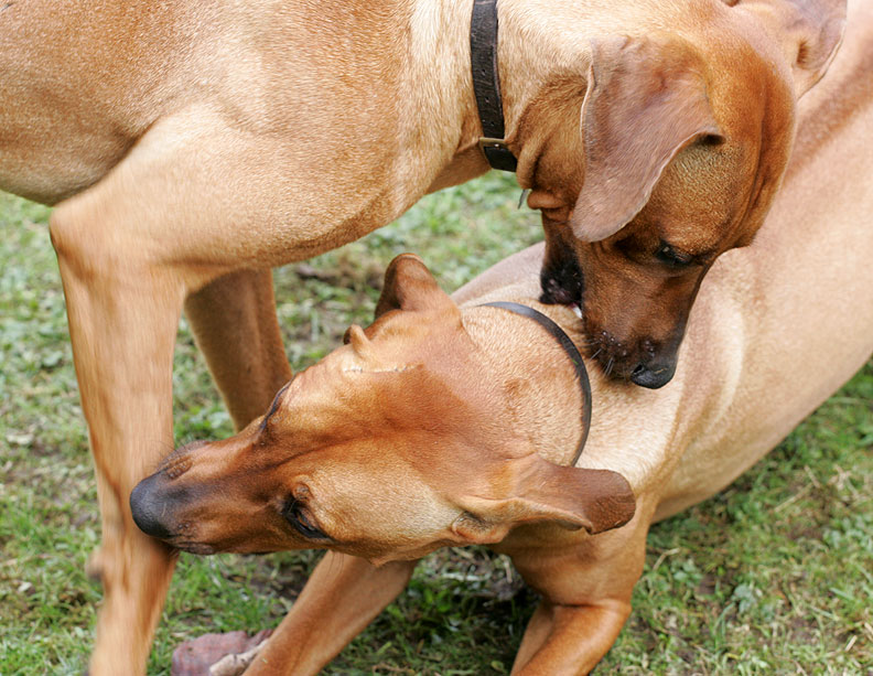 Kila and Simba Playing