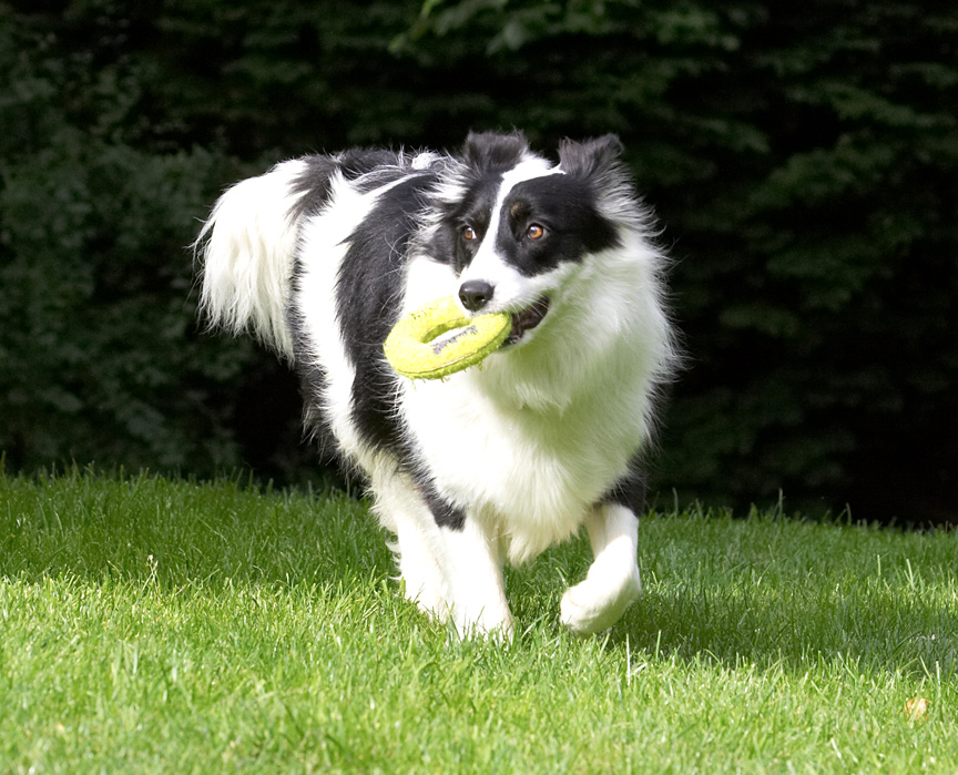 Water or dry land; I'm happy if there is a toy