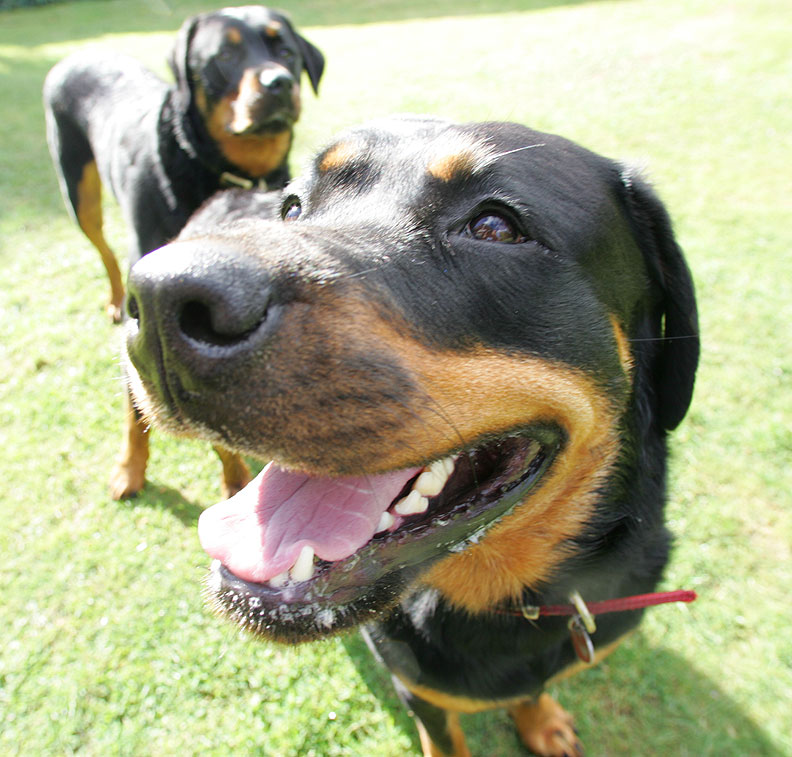 Missy (Foreground) and Ronan (Background)