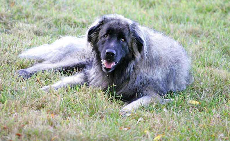 Oscar Enjoying The Autumn Afternoon