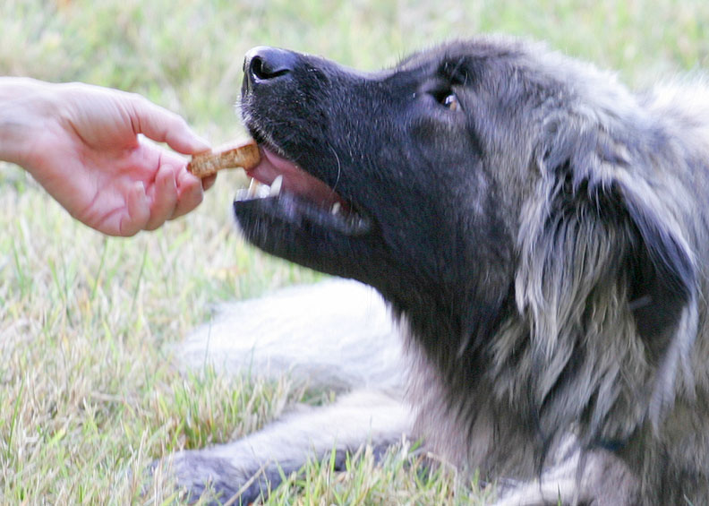 Marjorie Giving Oscar a Home-Baked Doggie Cookie