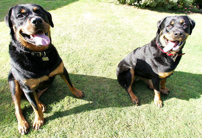 Ronan and Missy