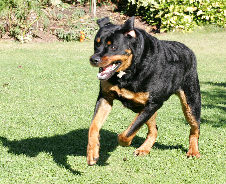 Ronan