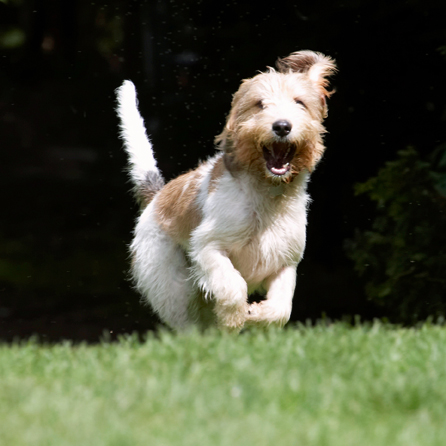 Bassett, Dog, Dogs, Grand, Hound, Hounds, Laugh, Laughing, Libbie, Play, Playing, Playtime, Run, Running, Vendeen