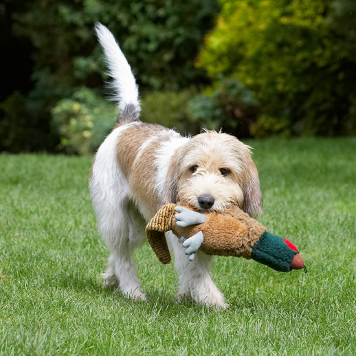 I've got the bird