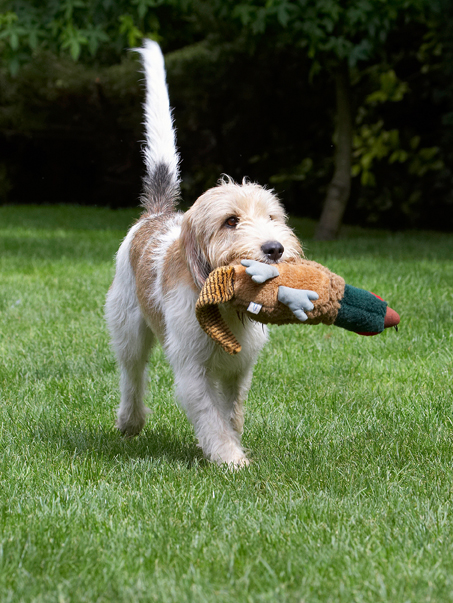 Me and my pheasant are jus' going for a walk
