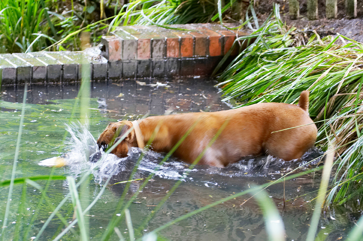 Ball, Boxer, Dog, Dogs, Dunking, Nog, Play, Playing, Playtime, Wade, Wading, Water
