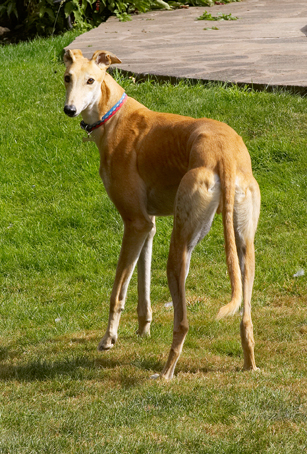 Dog, Dogs, Greyhound, Greyhounds, Laurel, Mister, MR, Play, Playing, Playtime, Stand, Standing
