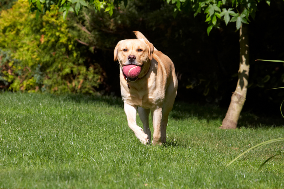 Ball, Barney, Dog, Dogs, Golden, Play, Playing, Playtime, Retriever, Retrievers