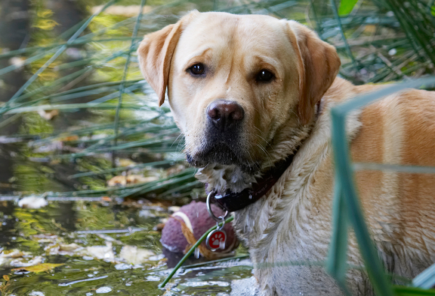 Ball, Barney, Dog, Dogs, Golden, Head, Play, Playing, Playtime, Retriever, Retrievers, Water