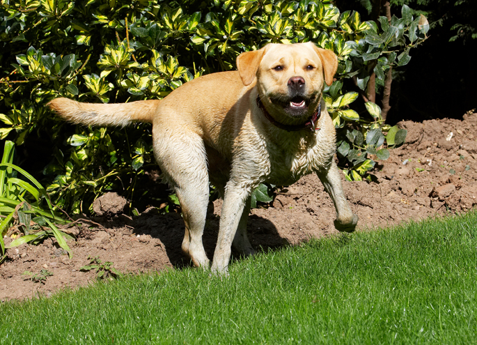 Barney, Dog, Dogs, Golden, Play, Playing, Playtime, Retriever, Retrievers, Run, Running