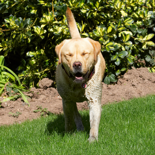 Barney, Dog, Dogs, Golden, Play, Playing, Playtime, Retriever, Retrievers