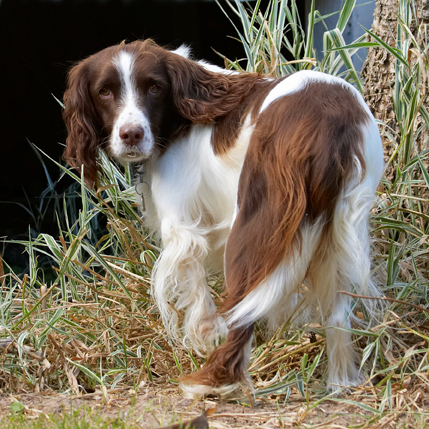 Dog, Dogs, Lola, Play, Playing, Playtime, Spaniel, Spaniels, Springer