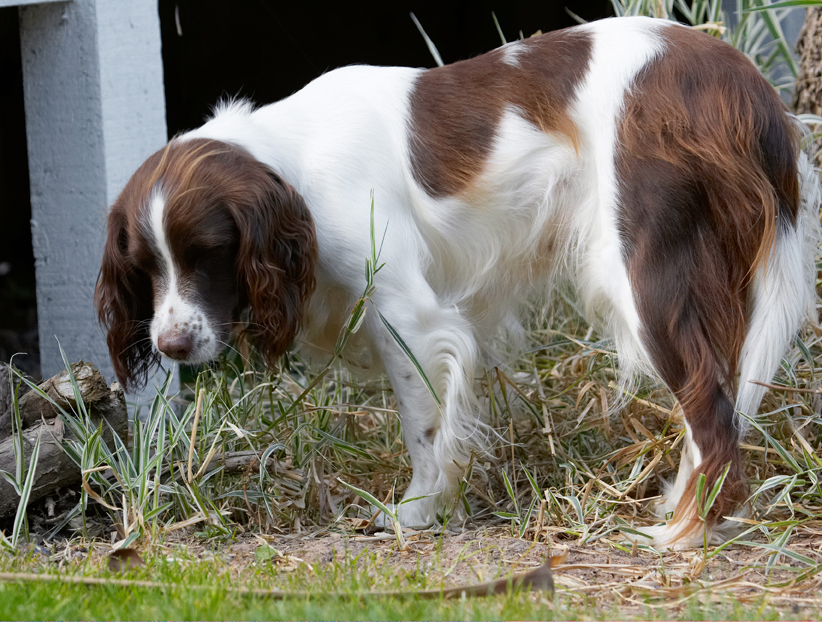 Dog, Dogs, Lola, Play, Playing, Playtime, Smell, Smelling, Sniff, Sniffing, Spaniel, Spaniels, Springer