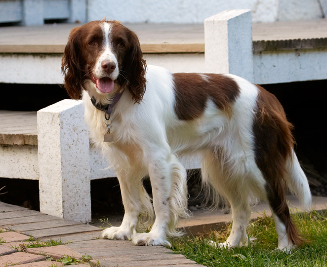 Dog, Dogs, Lola, Play, Playing, Playtime, Spaniel, Spaniels, Springer, Stand, Standing, Tongue