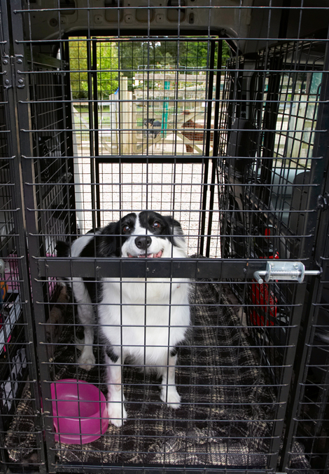 Arrival, Border, Collie, Collies, Dog, Dogs, Jackie, Taxi, Tess, Transport, Travel, Traveling, Travelling
