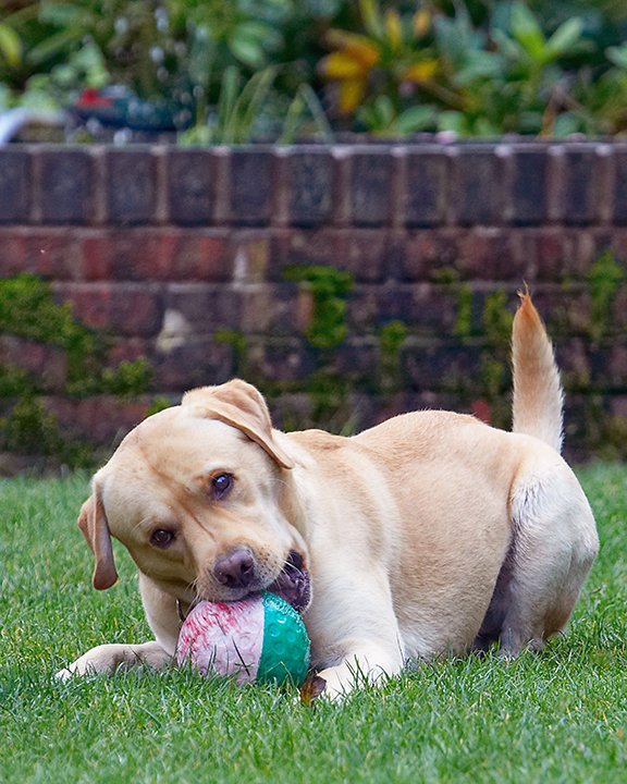 Barney, Dog, Dogs, Golden Retriever, Tongue