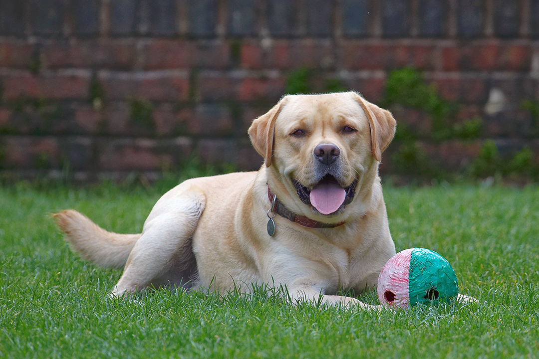 Ball, Barney, Dog, Dogs, Golden Retriever, Tongue