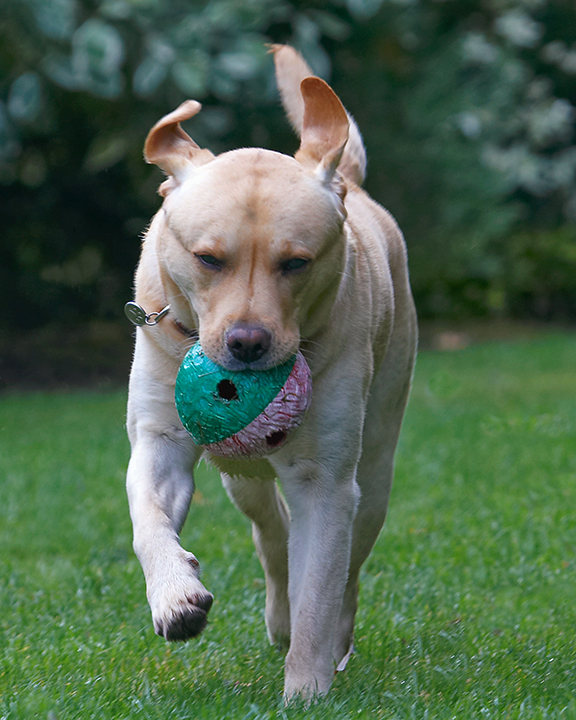 Ball, Barney, Dog, Dogs, Golden Retriever