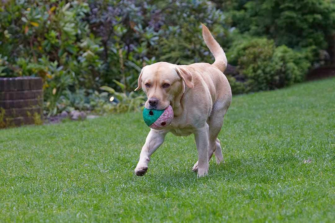 Ball, Barney, Dog, Dogs, Golden Retriever