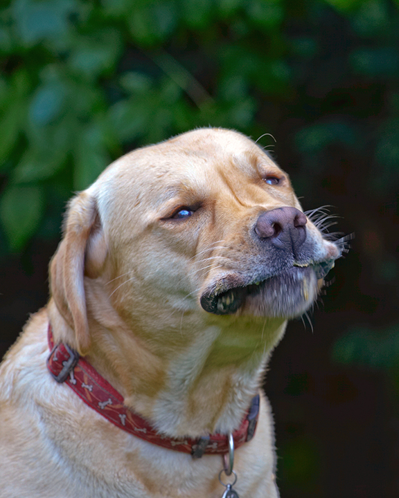 Ball, Barney, Dog, Dogs, Golden Retriever