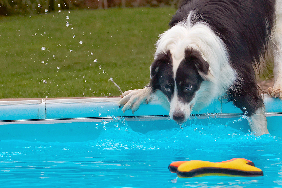 Border Collie, Collies, Dog, Dogs, Pool, Swimming, Tess