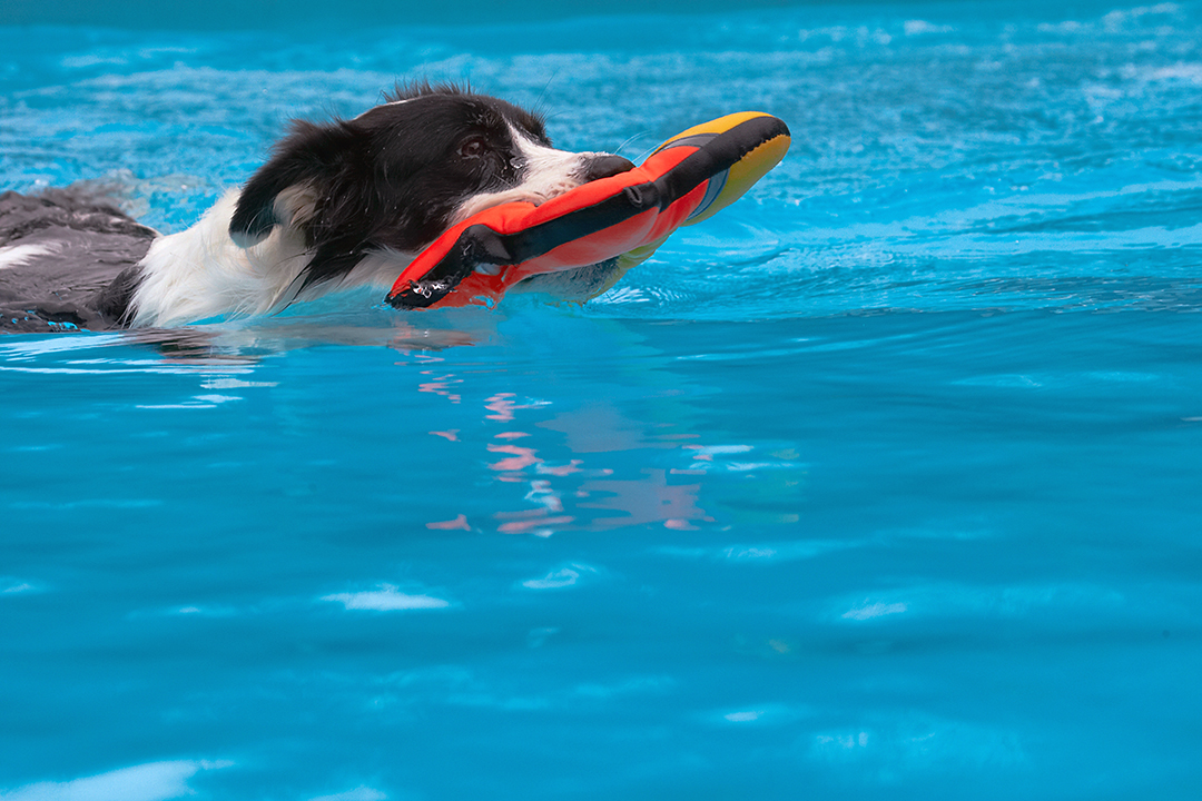 Border Collie, Collies, Dog, Dogs, Pool, Swimming, Tess