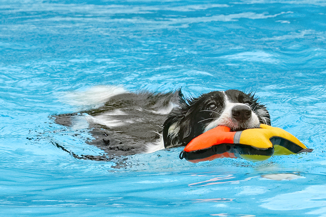 Border Collie, Collies, Dog, Dogs, Pool, Swimming, Tess