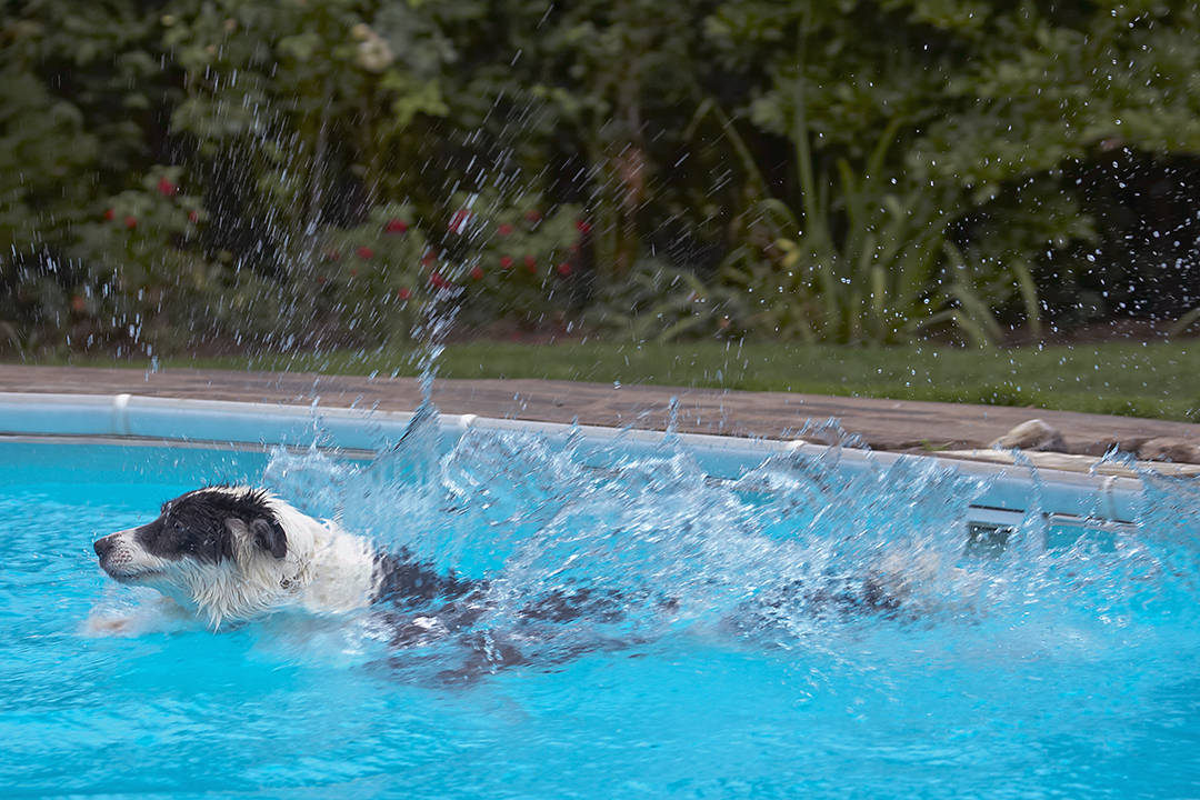Border Collie, Collies, Dog, Dogs, Pool, Swimming, Tess