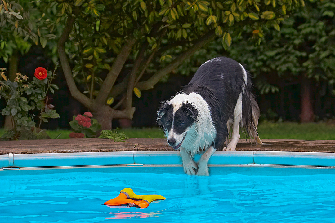 Border Collie, Collies, Dog, Dogs, Pool, Swimming, Tess