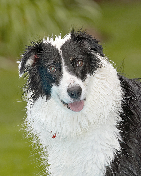 Border Collie, Collies, Dog, Dogs, Pool, Swimming, Tess, Tongue