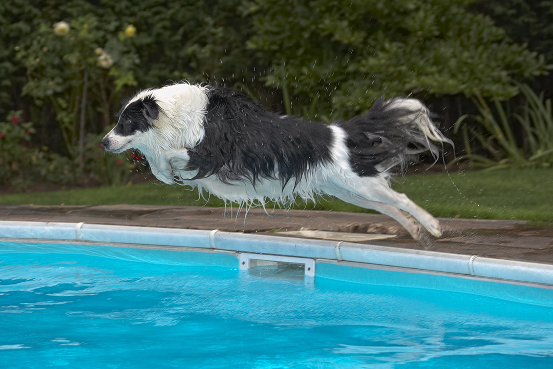 Border Collie, Collies, Dog, Dogs, Pool, Swimming, Tess