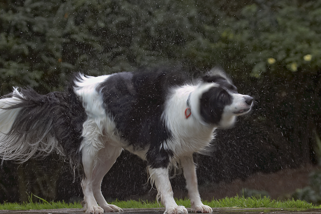 Border Collie, Collies, Dog, Dogs, Pool, Swimming, Tess