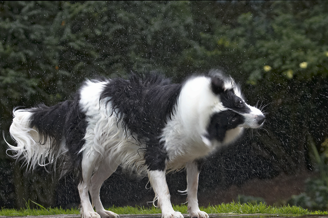 Border Collie, Collies, Dog, Dogs, Pool, Swimming, Tess