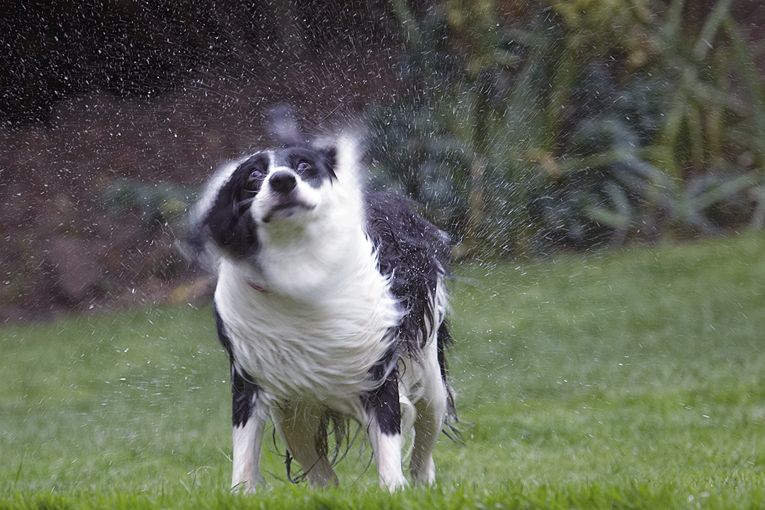 Border Collie, Collies, Dog, Dogs, Pool, Swimming, Tess