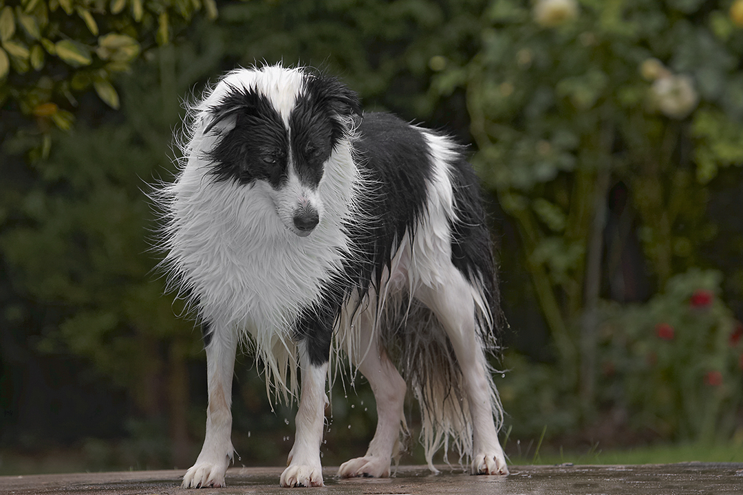 Border Collie, Collies, Dog, Dogs, Pool, Swimming, Tess