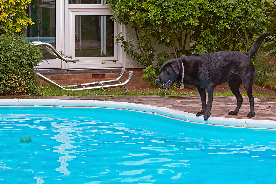 Dog, Dogs, Heidi, Labrador, Pool, Swimming