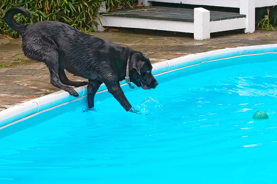 Dog, Dogs, Heidi, Labrador, Pool, Swimming