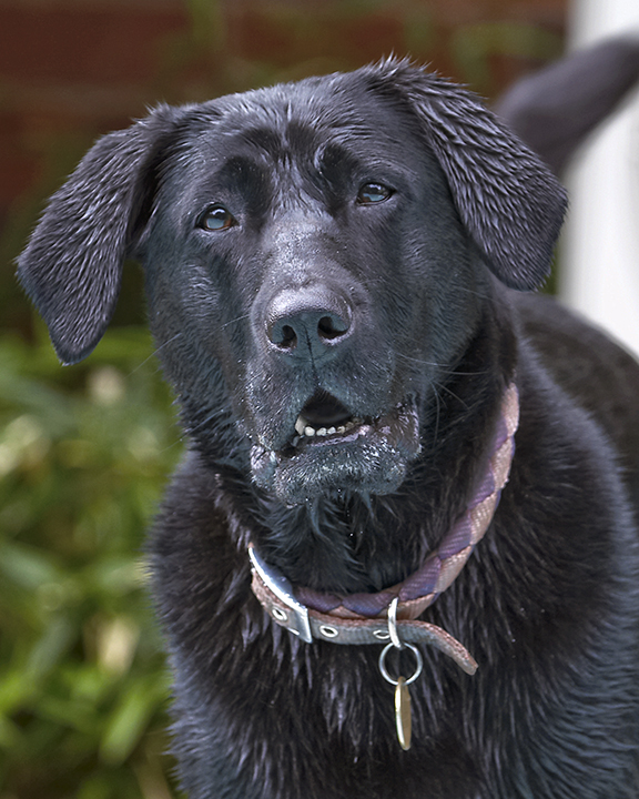 Dog, Dogs, Heidi, Labrador, Pool, Swimming