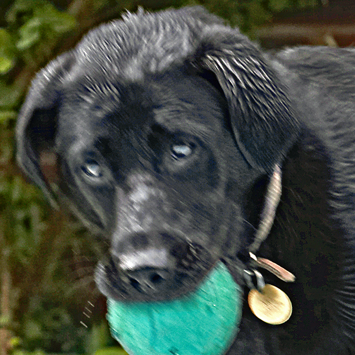 Dog, Dogs, Heidi, Labrador, Pool, Swimming