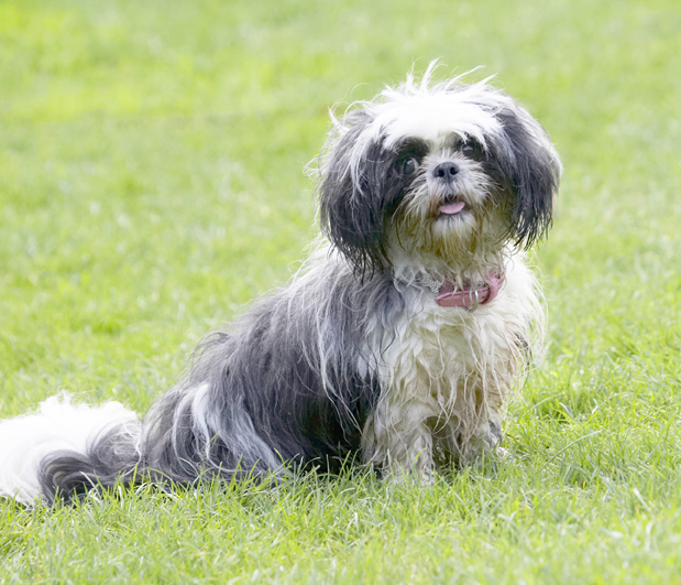 Button, Dog, Dogs, Muffin, Shih Tzu, Tongue