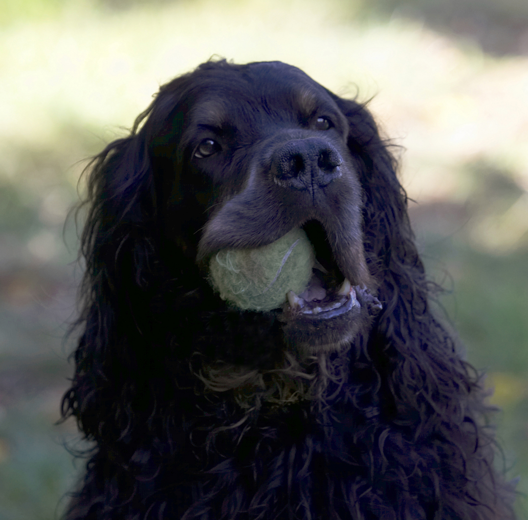 I just love a grubby tennis ball to chew on