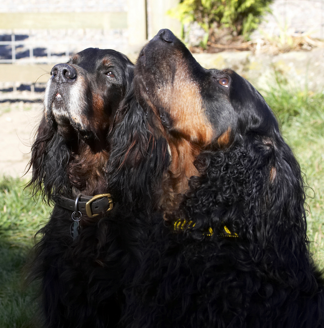 Barclay, Cassie, Dog, Dogs, Gordon Setter, Molly, Setters