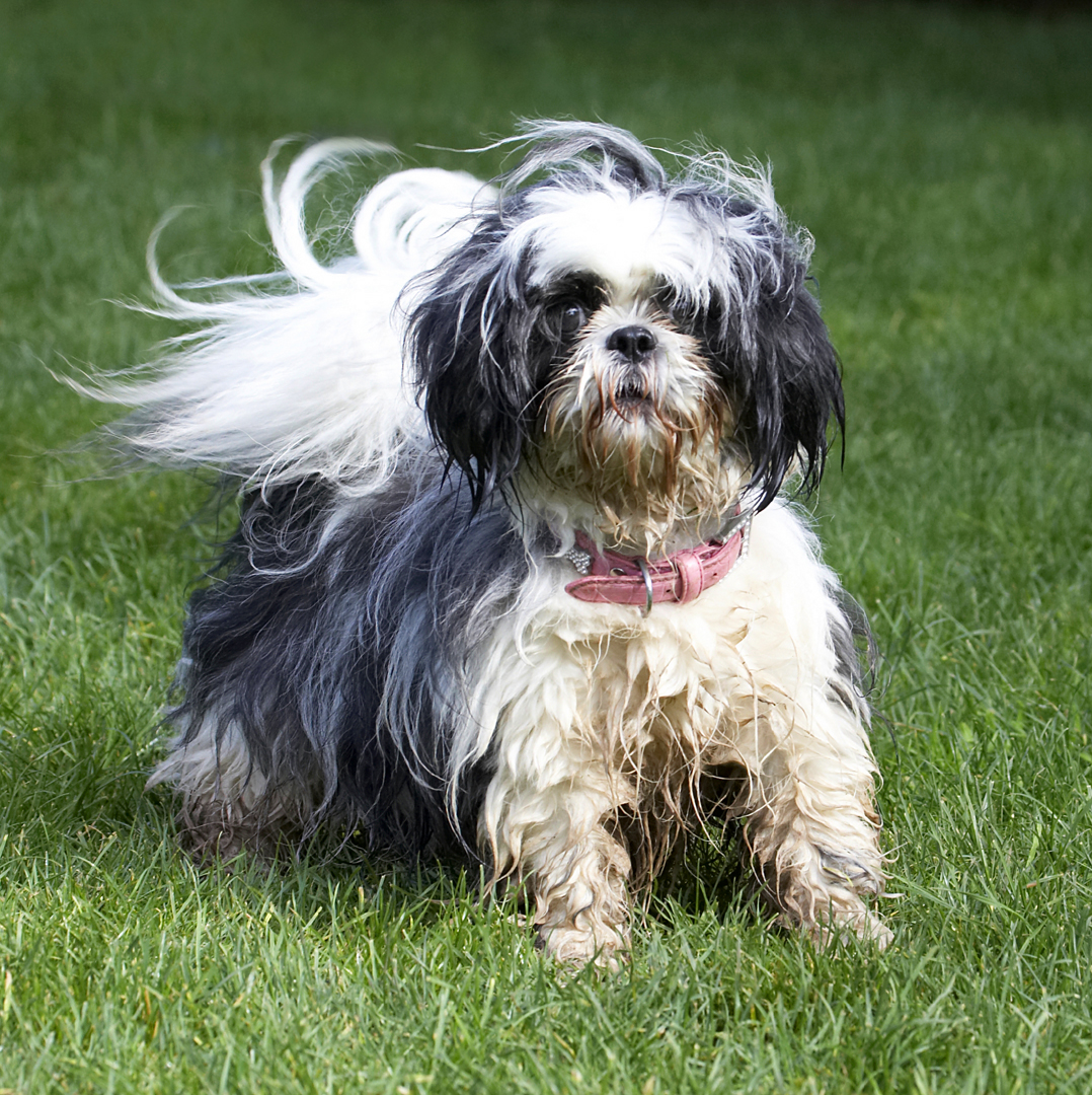 Button, Dog, Dogs, Muffin, Shih Tzu