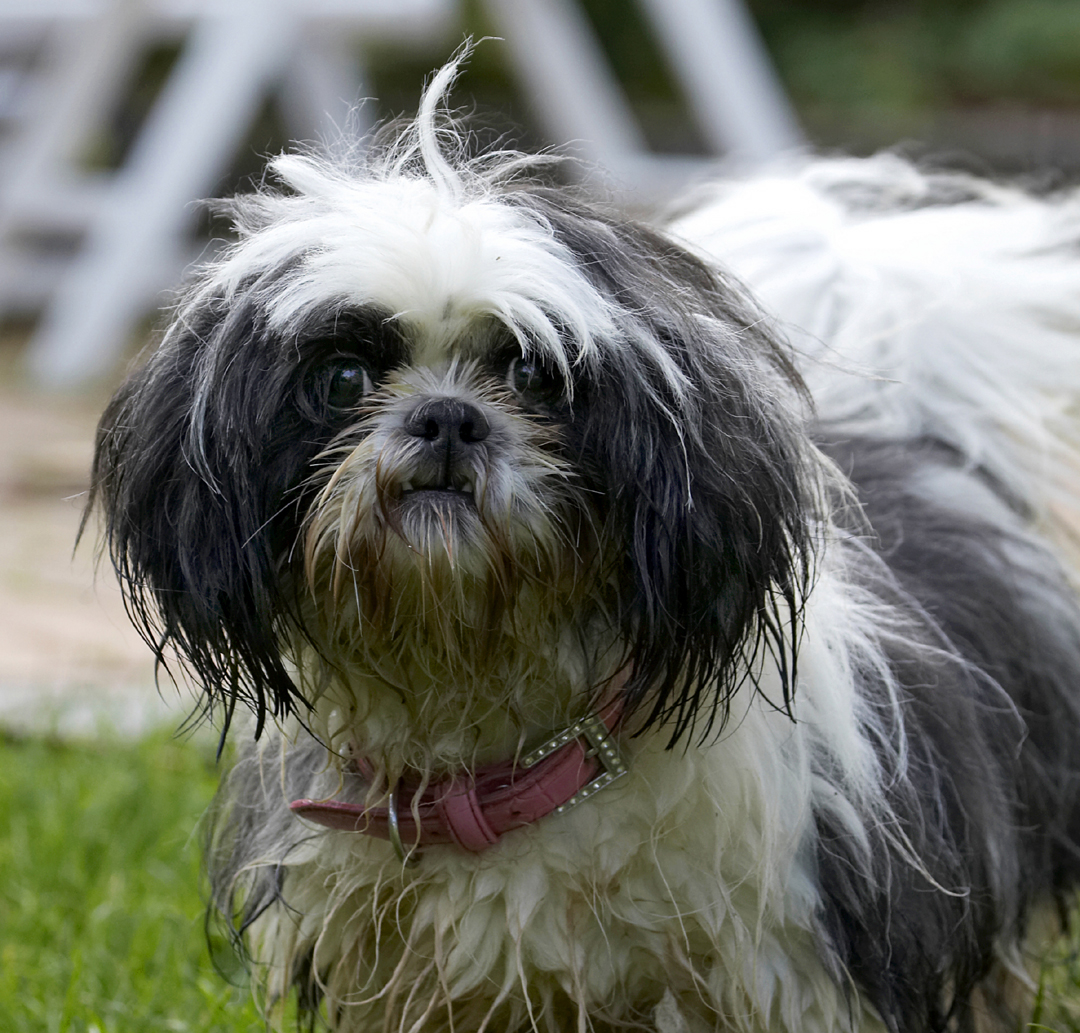Button, Dog, Dogs, Muffin, Shih Tzu