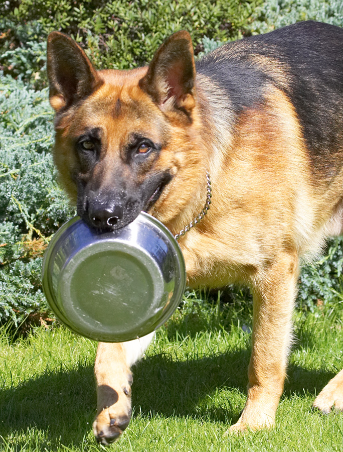 Now, where do I take this bowl for the washing up