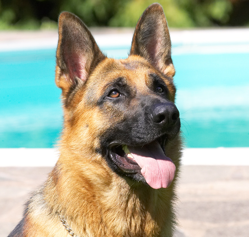 I am NOT taking my eyes of that cookie