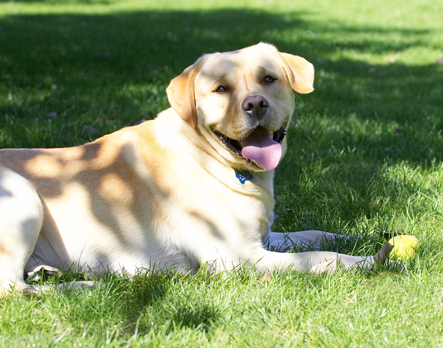 Look at me all dappled