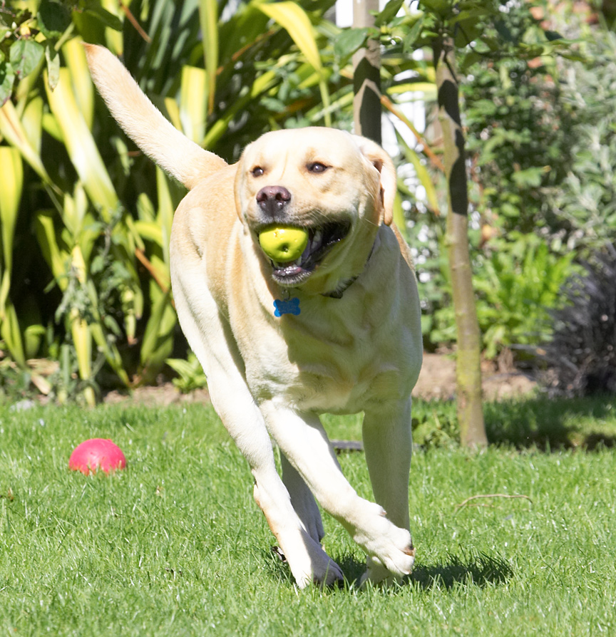 Yeah, I got the apple