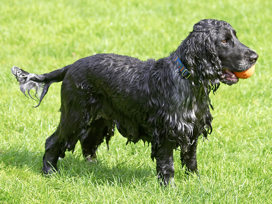 Is he gonna throw another ball?